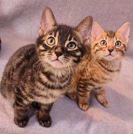 Cucciolo di Gatto Bengal