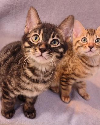 Cucciolo di Gatto Bengal