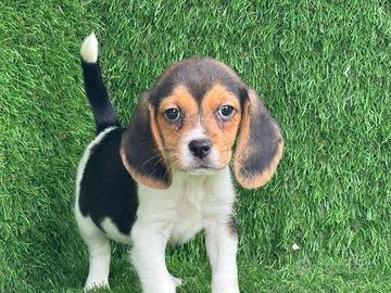 Beagle