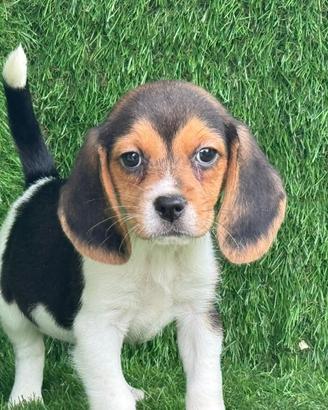 Beagle