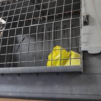 trasportino per cane 