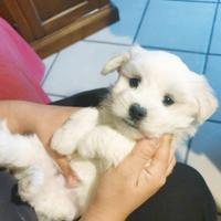 Maltese Cuccioli