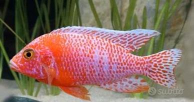 Ciclidi  Malawi Pesci  AULONOCARA   RED DRAGON