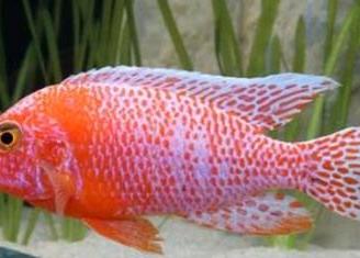 Ciclidi  Malawi Pesci  AULONOCARA   RED DRAGON