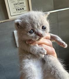 Scottish Fold