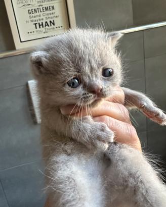 Scottish Fold