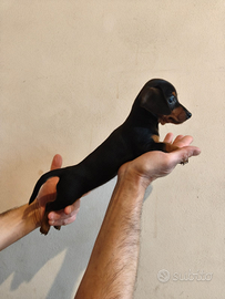 Bassotto femmina con pedigree