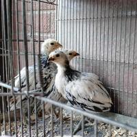 LAKENFELDER*pura razza