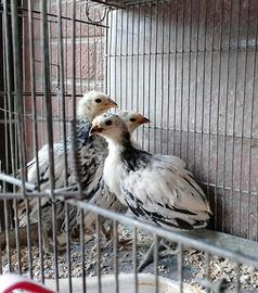 LAKENFELDER*pura razza