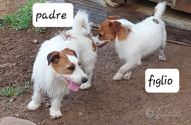 2 maschi di jack russell terrier ( padre/figlio)