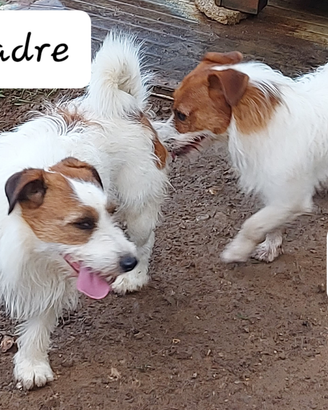2 maschi di jack russell terrier ( padre/figlio)