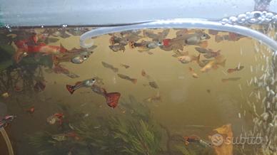 Guppy