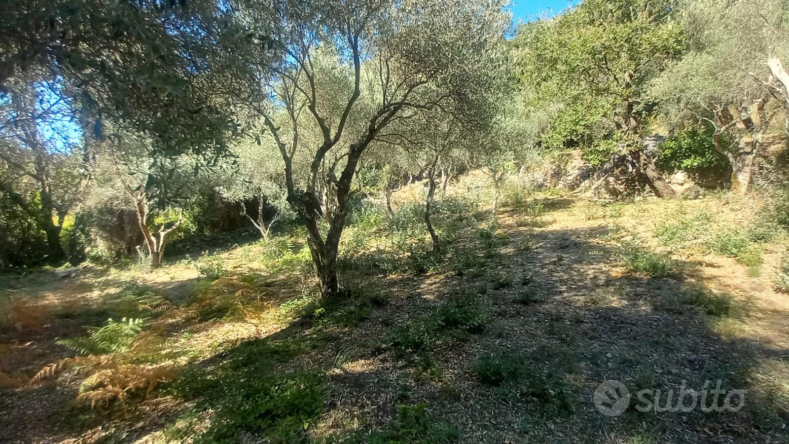 Terreno con uliveto e ruscello vicino a Cuglieri - Vista 2
