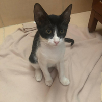 Dolcissimi gattini in adozione