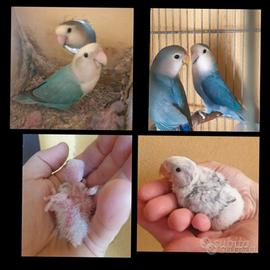 Inseparabili roseicollis da imbecco azzurri