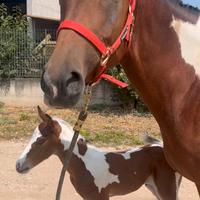 Cavalla Argentina con puledro