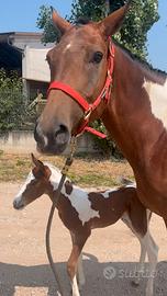 Cavalla Argentina con puledro