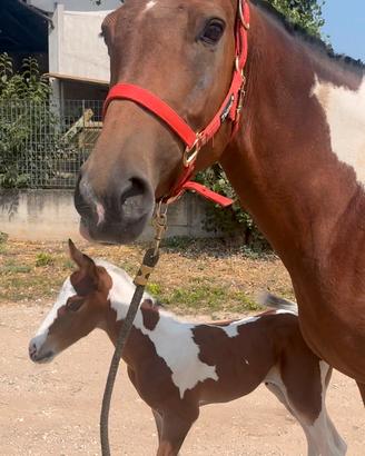 Cavalla Argentina con puledro