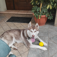 Cucciolo di husky