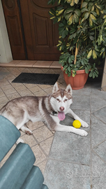 Cucciolo di husky