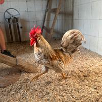 Gallo Legbar