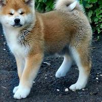 Akita inu Femmina