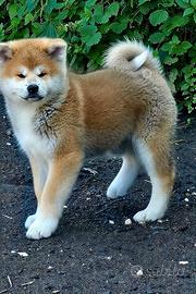 Akita inu Femmina