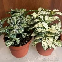 Fittonia colori mix