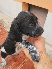 Cuccioli di Cocker Spaniel Inglese