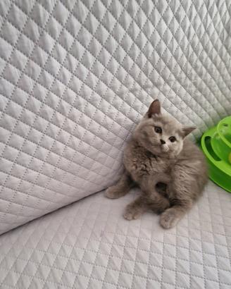 scottish fold e straight 