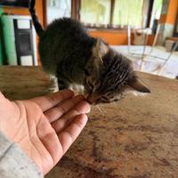 Gattino meraviglioso di circa tre mesi