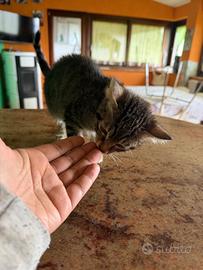 Gattino meraviglioso di circa tre mesi
