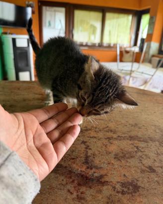 Gattino meraviglioso di circa tre mesi