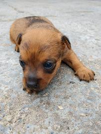 Cucciola di taglia piccola