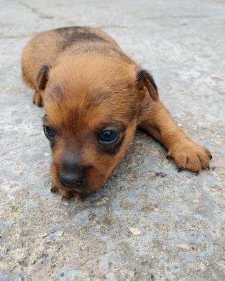 Cucciola di taglia piccola
