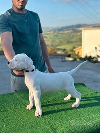 Dogo Argentino Cuccioli