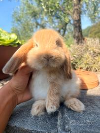 Cucciola coniglio - coniglietto ARIETE NANO