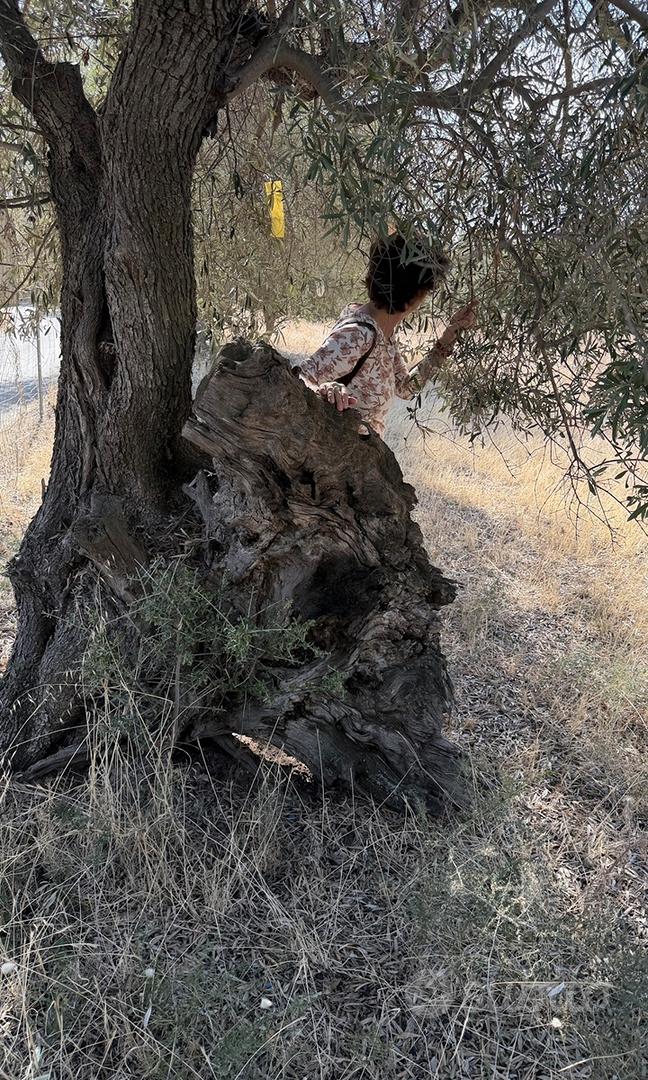 Terreno Is Concias (Sant'Isidoro) - Altro