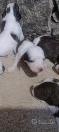 Spinge spaniel