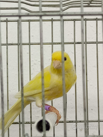 Canarino maschio giallo