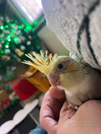 Calopsiti allevate a mano