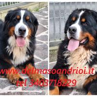 Bovaro del bernese cuccioli disponibili 27/12/25