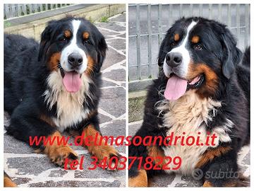 Bovaro del bernese cuccioli disponibili 27/12/25