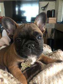 Cuccioli bulldog francese