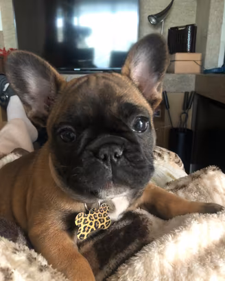 Cuccioli bulldog francese