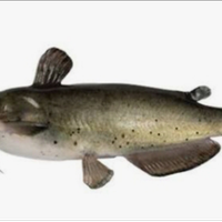 Ce R co Pesce Gatto per acquario o laghetto