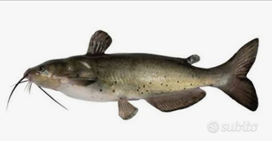 Ce R co Pesce Gatto per acquario o laghetto