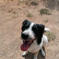 Paride, il cane che attende