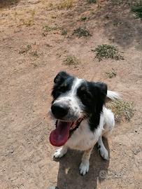 Paride, il cane che attende