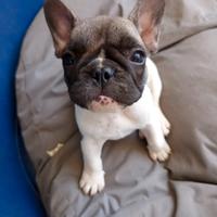 Bulldog Francese Pedigree Enci